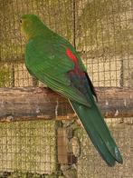 Australische Koningsparkiet met rode stuit 2023, Dieren en Toebehoren, Vogels | Parkieten en Papegaaien, Meerdere dieren, Parkiet