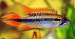 Apistogramma agassizii per paar - Koidream Valburg, Dieren en Toebehoren, Vissen | Aquariumvissen, Vis