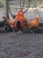 Laatste trio Hollandse hoenders, goudpel., Dieren en Toebehoren, Pluimvee, Meerdere dieren, Kip