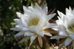 Cactus Tricocereus Candicans uit Argentinie potmaat 21cm, Ophalen of Verzenden, Minder dan 100 cm, Bloeiende kamerplant, Volle zon
