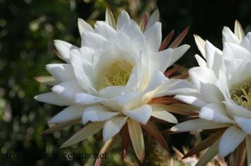 Cactus Tricocereus Candicans uit Argentinie potmaat 21cm beschikbaar voor biedingen