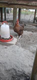 Friese hoen groot, Vrouwelijk, Dwergpapegaai of Agapornis