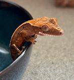 Wimpergekko red (super)dalmation harlequin, Hagedis
