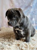 American Bully XL pup met ABKC stamboom MAG VERHUIZEN!, Parvo, Overige rassen, 8 tot 15 weken, Meerdere
