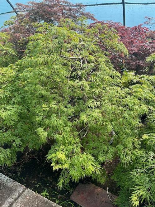 Japanse esdoorn Dissectum, Tuin en Terras, Planten | Struiken en Hagen, Haag, Esdoorn, 100 tot 250 cm, Ophalen of Verzenden