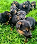 Raszuivere Duitse herder pups, Dieren en Toebehoren, Meerdere, Meerdere dieren, Herder, Nederland