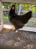 Barnevelder hen, Dieren en Toebehoren, Pluimvee, Vrouwelijk, Kip