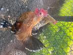 Hanen, Dieren en Toebehoren, Pluimvee, Mannelijk, Kip