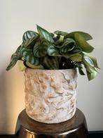 Mooie Peperomia kamerplant in sierpot, Huis en Inrichting, Kamerplanten, Ophalen, Overige soorten, Halfschaduw, In pot