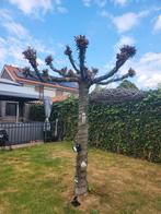 Boom, Tuin en Terras, Planten | Bomen, Volle zon, Bloeit niet, 100 tot 250 cm, Overige soorten