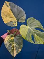 Monstera Aurea Variegata p17 (5)