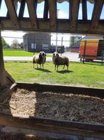 2 zware bonte ooien