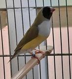 Gouldanedine pop cinnamon, Dieren en Toebehoren, Vogels | Overige Vogels, Vrouwelijk, Geringd