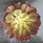 Aeonium Loki, Vetplant, Ophalen of Verzenden, Minder dan 100 cm, Volle zon