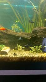 Aquariumvissen en garnalen., Dieren en Toebehoren, Vissen | Aquariumvissen, Vis