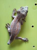 Gargoyle gekko (0.0.1), Dieren en Toebehoren, Reptielen en Amfibieën, 0 tot 2 jaar, Tam, Hagedis