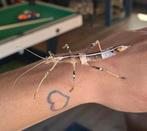 Filipijnse wandelende takken (nu ongeveer 1 a 2cm), Wandelende tak