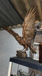 Opgezette buizerd op stevige sokkel, Verzamelen, Dierenverzamelingen, Ophalen, Gebruikt, Vogel, Opgezet dier