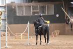Bijrijder aangeboden/ lease pony gezocht!, Dieren en Toebehoren, Paarden en Pony's | Overige Paardenspullen, Ophalen of Verzenden