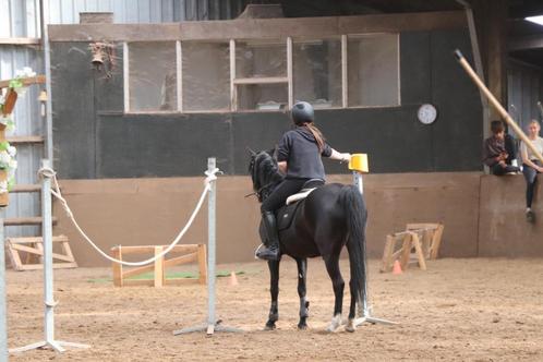 Bijrijder aangeboden/ lease pony gezocht!, Dieren en Toebehoren, Paarden en Pony's | Overige Paardenspullen, Nieuw, Dressuur, Ophalen of Verzenden
