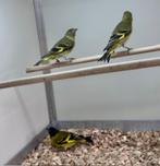 Zwartkop sijsjes, Dieren en Toebehoren, Meerdere dieren