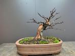 Alnus, zwarte els pre bonsai, Ophalen of Verzenden, Nieuw