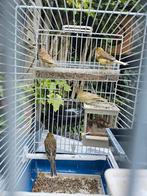 Kanaries en groenlingen te koop, Ophalen, Zo goed als nieuw, Vogelkooi
