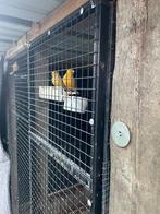 Kanaries, Dieren en Toebehoren, Vogels | Kanaries, Meerdere dieren, Kleurkanarie