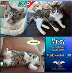 Missy is nog steeds niet thuisgekomen. 
Omgeving Stadskanaal, Kat