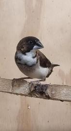 Japanse meeuwen., Meerdere dieren