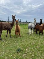 Alpaca alpaca,s, Dieren en Toebehoren, April, Meerdere dieren