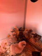 Usa zijdehoen kuikentjes cloaca gesekst en ingeent, Vrouwelijk, Kip