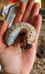 Larven Hercules kever (Dynastes Hercules), Dieren en Toebehoren