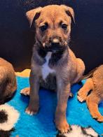 ACE: Armino is een mensgericht pupje, Particulier, Reu, 8 tot 15 weken, Buitenland