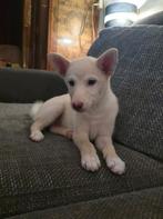 Laatste pup! Shiba inu x F1 pomsky, Dieren en Toebehoren, Overige rassen, 8 tot 15 weken, Teef, Eén hond