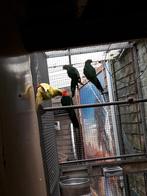 Koningsparkieten, Dieren en Toebehoren, Vogels | Parkieten en Papegaaien, Geslacht onbekend, Parkiet, Geringd