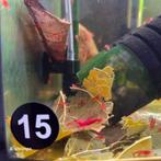 Bloody Mary OE Neocaridina-garnalen/ AANBIEDING -50%, Dieren en Toebehoren, Kreeft, Krab of Garnaal, Zoetwatervis, Schoolvis