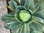 Biologisch geteelde groenten, Ophalen, Eenjarig, Groenteplanten, Volle zon