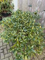 Rhododendron 'Cunningham White’, Ophalen, Rhododendron, Struik, Minder dan 100 cm