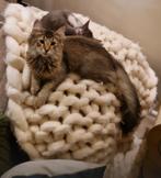 2x Noorse boskat kittens met stamboom, 0 tot 2 jaar, Gechipt, Poes