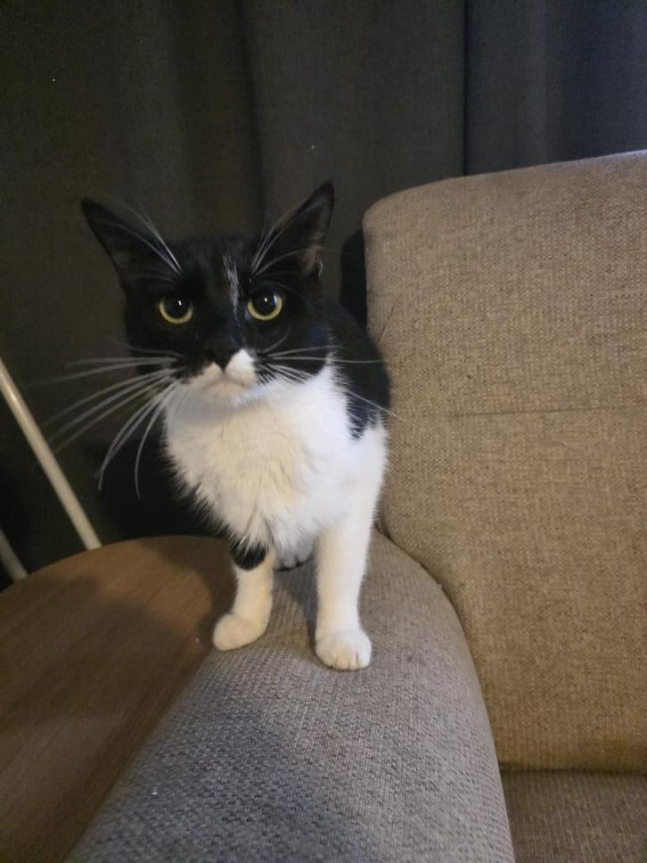 kater zoekt een nieuw thuis, Dieren en Toebehoren, Katten en Kittens | Raskatten | Korthaar, Kater, 0 tot 2 jaar, Ontwormd