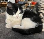 Te koop kitten, Dieren en Toebehoren, Katten en Kittens | Overige Katten, Kater, Langharig, 0 tot 2 jaar