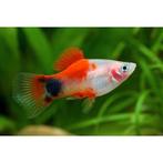 Platy white red top, Vis