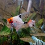 Jonge koi maanvissen €8.50 per stuk & laatste 8 voor €60, Dieren en Toebehoren, Vissen | Aquariumvissen, Vis, Zoetwatervis, Schoolvis