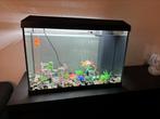 Aquarium Jewel 70 liter, Dieren en Toebehoren, Vissen | Aquaria en Toebehoren, Ophalen of Verzenden, Zo goed als nieuw, Gevuld zoetwateraquarium