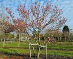 Gezocht magnolia boom, Tuin en Terras, Ophalen of Verzenden