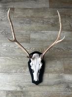 Herten Gewei op Plank - Decoratief Jachtstuk, Huis en Inrichting, Ophalen, Zo goed als nieuw