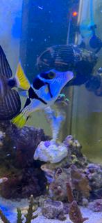 Visbestand zoutwater aquarium doktersvis, Dieren en Toebehoren, Ophalen, Gevuld zeewateraquarium