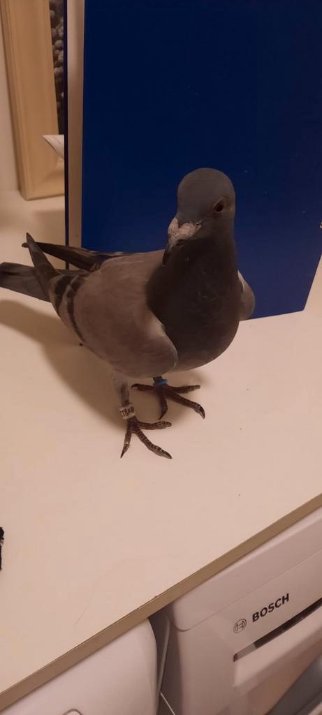 Jonge postduif Willem de Bruijn vitesse uit kampioen lijn, Dieren en Toebehoren, Vogels | Duiven, Postduif, Mannelijk