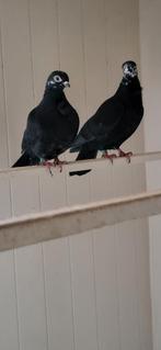 Figurita duiven zwart, Dieren en Toebehoren, Vogels | Duiven, Meerdere dieren, Overige soorten